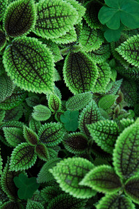 Green Leaves 5k (640x960) Resolution Wallpaper