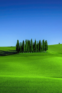 1242x2688 Green Meadows In Tuscany Landscape Scenery 4k