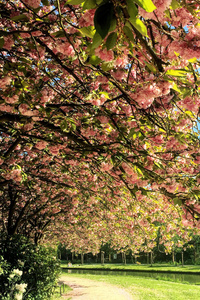 Green Trees With Pink Flowers Near River (240x400) Resolution Wallpaper