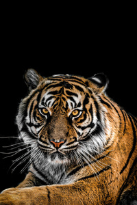 Guardian Of The Jungle (1440x2560) Resolution Wallpaper