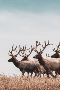 480x854 Herd Of Deer