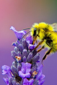 Honey Bee Lavendar Nectar (360x640) Resolution Wallpaper
