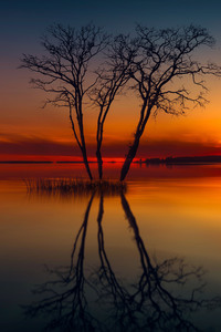 Horizon Lake Nature Reflection Sunset Tree