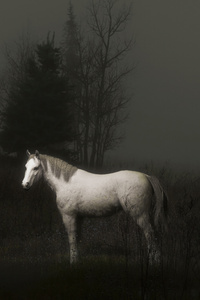 Horse 5k (640x1136) Resolution Wallpaper