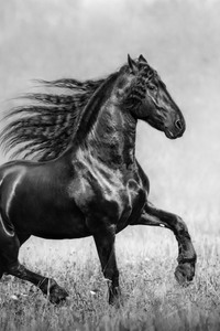 Horse Black And White (640x1136) Resolution Wallpaper