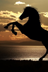 2160x3840 Horse Sunset Sea Light Reflections 5k