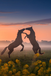 Horses Dancing Sunset (1280x2120) Resolution Wallpaper
