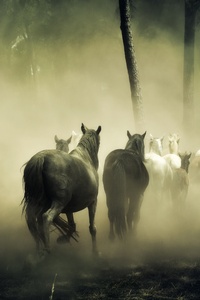 Horses Group Running 5k (800x1280) Resolution Wallpaper