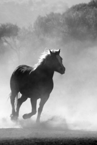 Horses Running Dust Monochrome 4k (320x568) Resolution Wallpaper