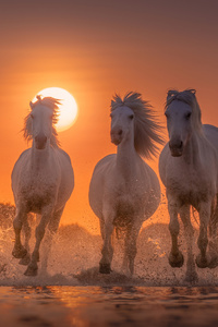 320x568 Horses White Angels Of Camargue
