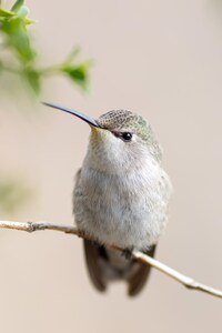 Hummingbird 4k