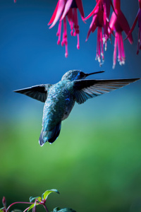 Hummingbird Wings Spread Frozen In Action (1440x2960) Resolution Wallpaper