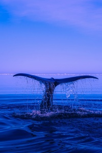 Humpback Whale Tail Ocean