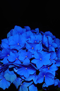 750x1334 Hydrangea Dark Flowers 5k