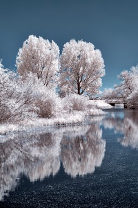 Ice Lake Frozen Trees 4k