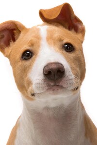 Jack Russell Terrier (1125x2436) Resolution Wallpaper