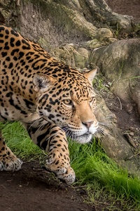 Jaguar Animal (1080x2160) Resolution Wallpaper