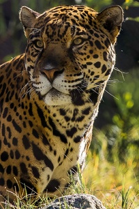 Jaguar The Big Cat (1280x2120) Resolution Wallpaper