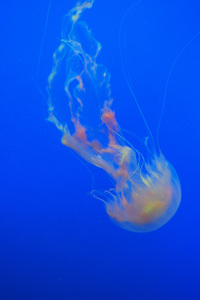 Jellyfish 4k (640x1136) Resolution Wallpaper