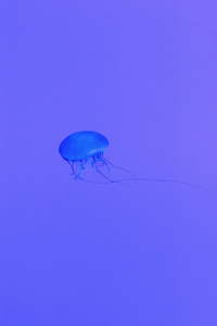 Jellyfish 5k