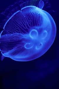 480x800 Jellyfish Blue 5k