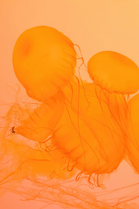 Jellyfish Closeup (1080x2160) Resolution Wallpaper