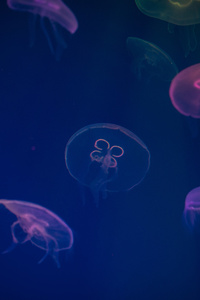 Jellyfish Digital Art (1280x2120) Resolution Wallpaper