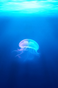 Jellyfish (750x1334) Resolution Wallpaper