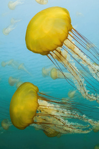 Jellyfish Off The Coast Of Carmel California (1440x2560) Resolution Wallpaper