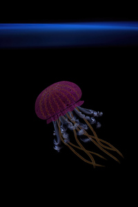Jellyfish Oled 4k (240x320) Resolution Wallpaper