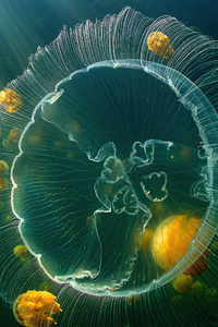 640x1136 Jellyfish Sea Life 5k