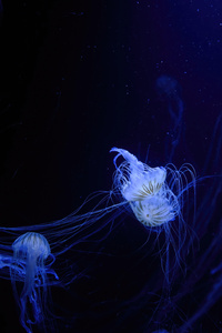 Jellyfish Under Water 5k (1280x2120) Resolution Wallpaper