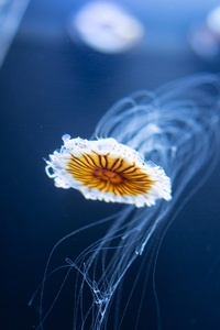 480x800 Jellyfish White Brown Underwater 5k