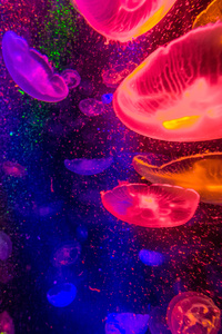 Jellyfishes 4k (320x568) Resolution Wallpaper