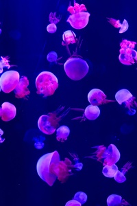 480x800 Jellyfishes 5k
