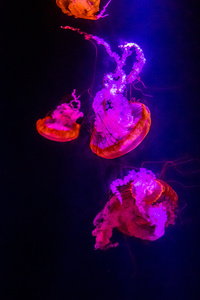 480x800 Jellyfishes Underwater 5k