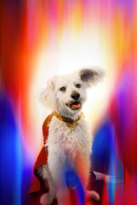Krypto In Superman Movie (320x568) Resolution Wallpaper