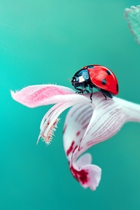 Ladybug (320x568) Resolution Wallpaper