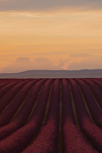 Lavender Field (2160x3840) Resolution Wallpaper
