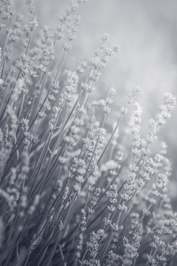Lavender Flowers Field Monochrome 5k
