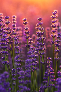 Lavender Sunrise Fields (1080x2400) Resolution Wallpaper