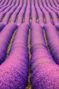 Lavenders Field (480x800) Resolution Wallpaper