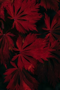 Leaf Dark Vignette Autumn Fall 4k