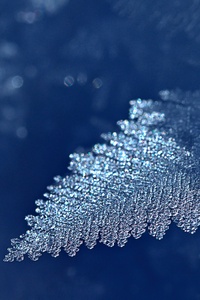 Leaf Ice Frost (540x960) Resolution Wallpaper