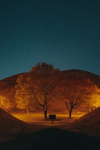 480x854 Leafless Tree On Brown Field During Night Time