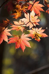 Leaves Autumn (720x1280) Resolution Wallpaper
