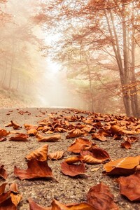 Leaves Fall On Road