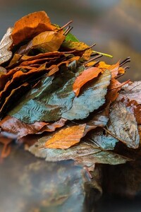 Leaves Nature (240x400) Resolution Wallpaper