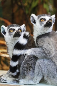 Lemurs (240x400) Resolution Wallpaper