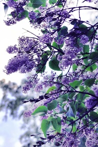 1242x2688 Lilac Flowers Tree